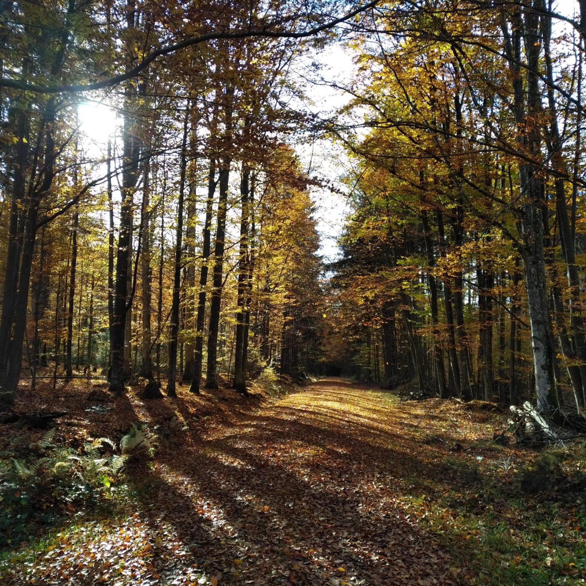Haus Jaegerfleck, Ihre Ferienwohnungen Am Nationalpark Bayerischer Wald Шпигелау Екстериор снимка